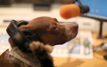 В Германии появилось радио для собак