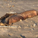 После урагана «Харви» на техасском пляже нашли загадочного монстра