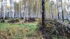 В Челябинской области ОНФ выявил незаконные вырубки леса