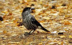 Национальный парк «Таганай» приглашает «пдкормить птиц»