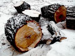 В Челябинске неизвестные срубили почти 100 деревьев